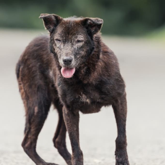 Photo of No. AAAEG1091005003, Adult · Female · Medium · Mixed breed