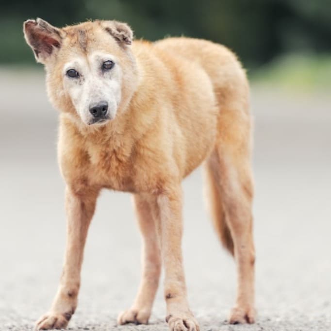 Photo of No. AAAEG104012010, Adult · Female · Medium · Mixed breed