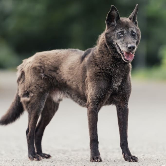Photo of No. AAAEG105060803, Adult · Male · Medium · Mixed breed