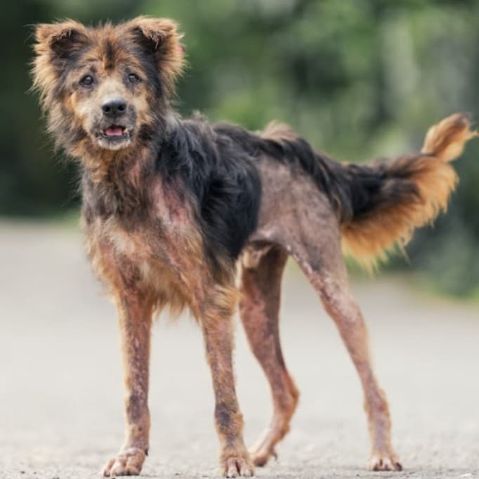 Photo of No. AAAEG105031406, Adult · Male · Medium · Mixed breed