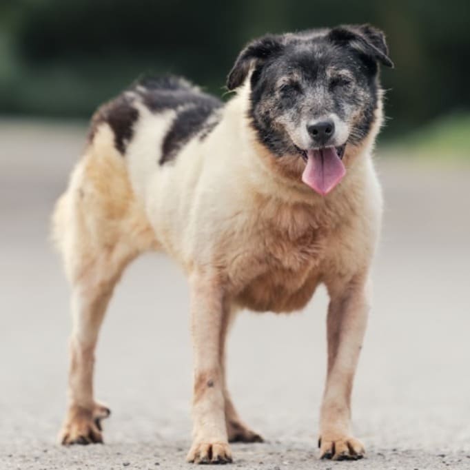 Black-and-white adult female mixed-breed dog, Medium, shelter no. …5002