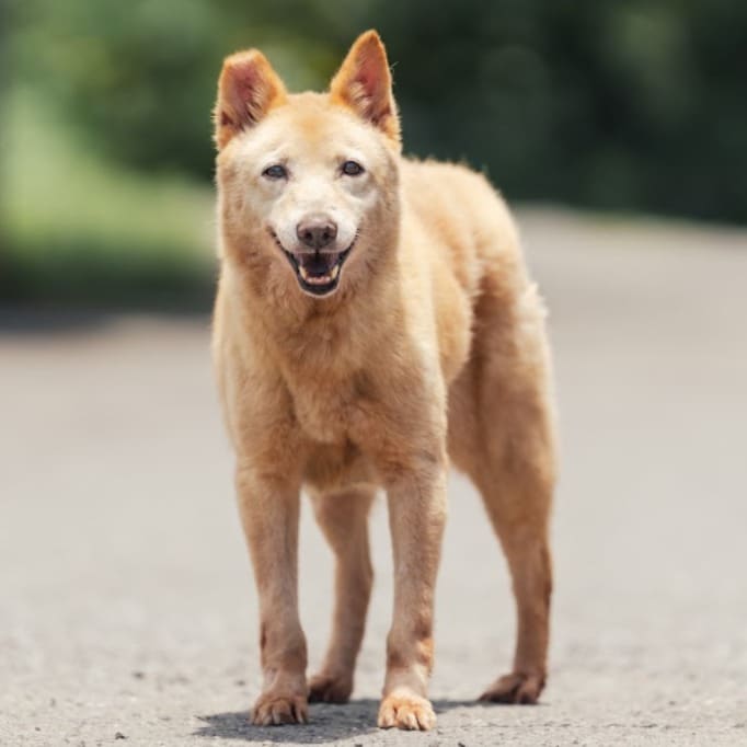 Photo of No. AAAEG104082705, Adult · Female · Medium · Mixed breed
