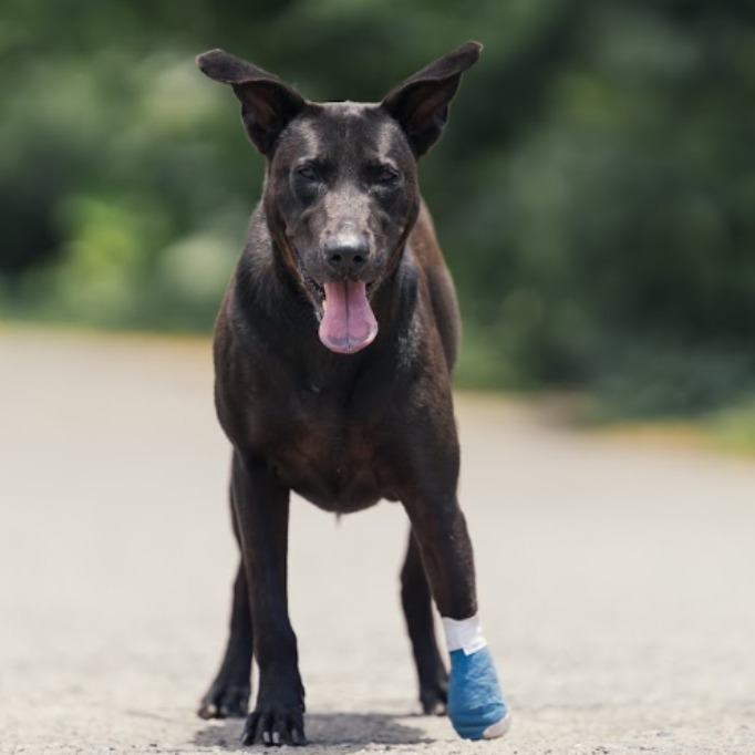 Photo of No. AAAEG1150307001, Adult · Female · Medium · Mixed breed