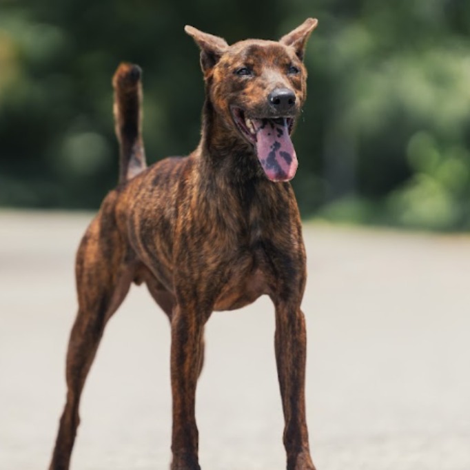 Photo of No. AAAEG1150411004, Adult · Male · Medium · Mixed breed