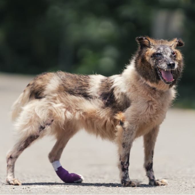 Photo of No. AAAEG106080205, Adult · Male · Medium · Mixed breed