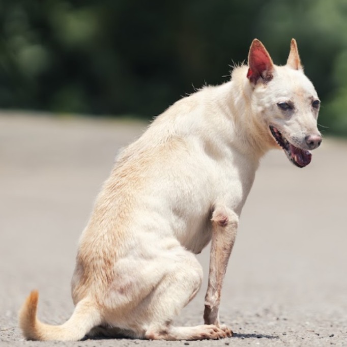 Photo of No. AAAEG1070801008, Adult · Female · Medium · Mixed breed