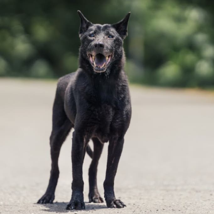 Black adult male mixed-breed dog, Medium, shelter no. …0501