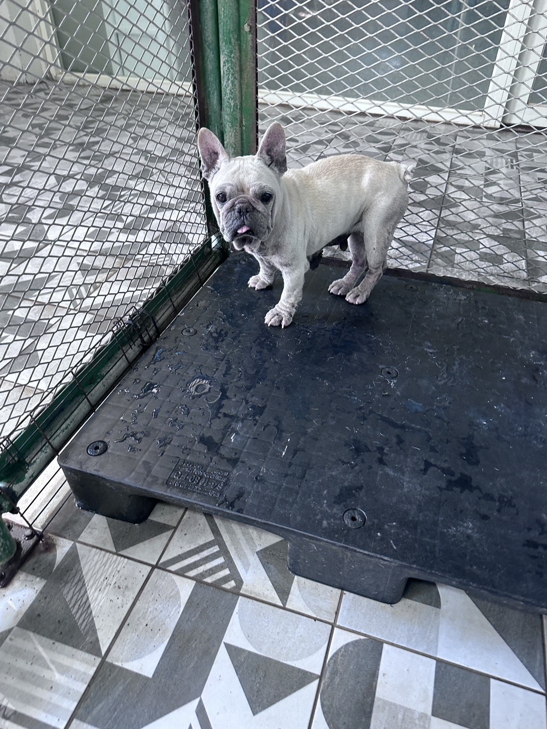Photo of No. EAAAG1150921001, Adult · Male · Medium · French Bulldog