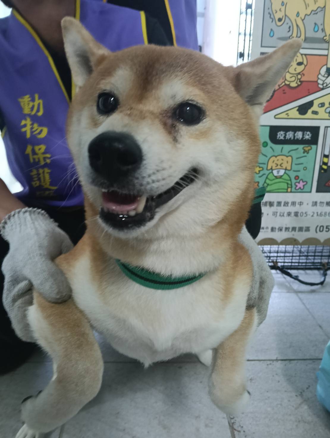 Photo of No. TAAAG1150921001, Adult · Male · Medium · Shiba Inu