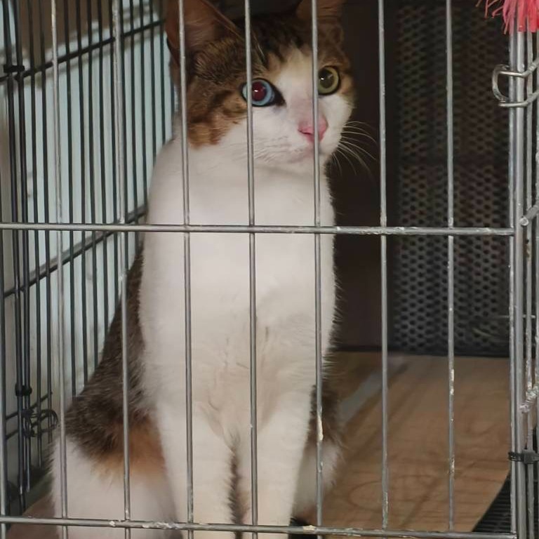 Young male mixed-breed cat, Medium, shelter no. …1001