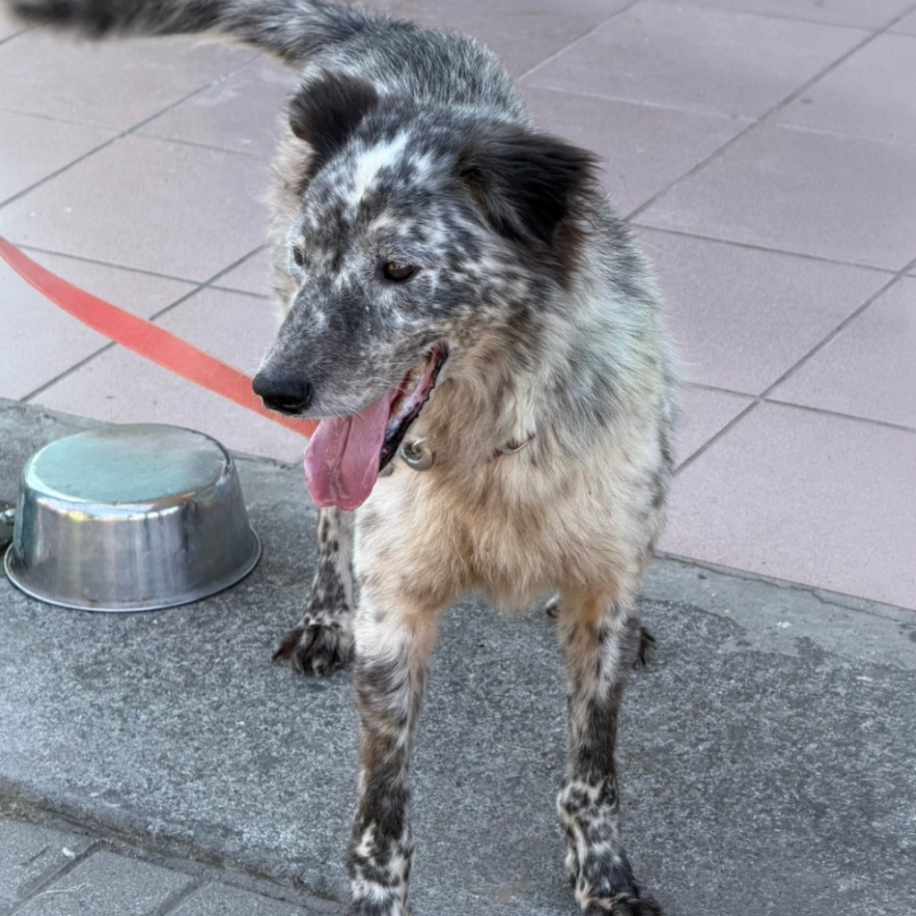 Photo of No. W150921-09, Adult · Male · Medium · Mixed breed