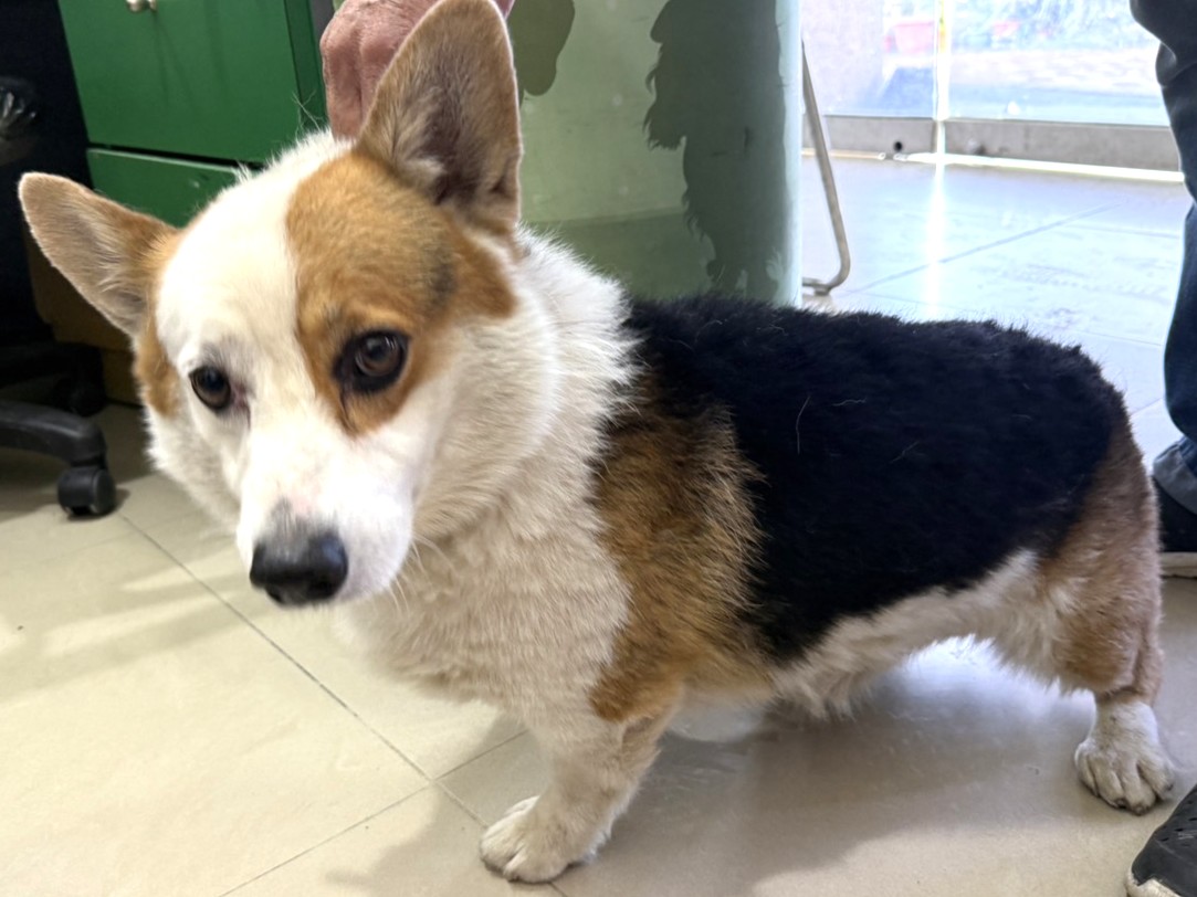 Photo of No. LAAAG1150921W7, Adult · Male · Medium · Welsh Corgi