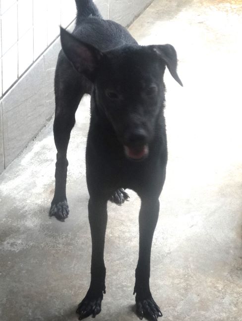 Photo of No. 1151588, Adult · Female · Large · Mixed breed
