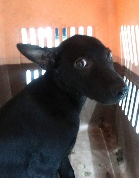 Black adult female mixed-breed dog, Large, shelter no. …1589