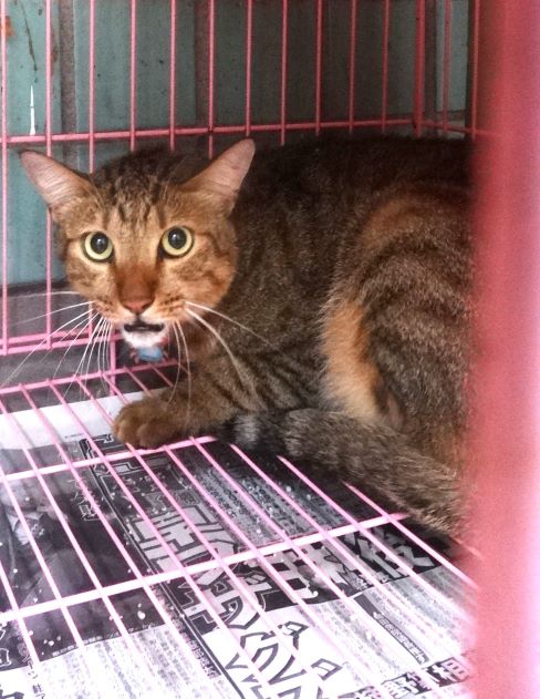 Tabby adult male mixed-breed cat, Large, shelter no. …1590