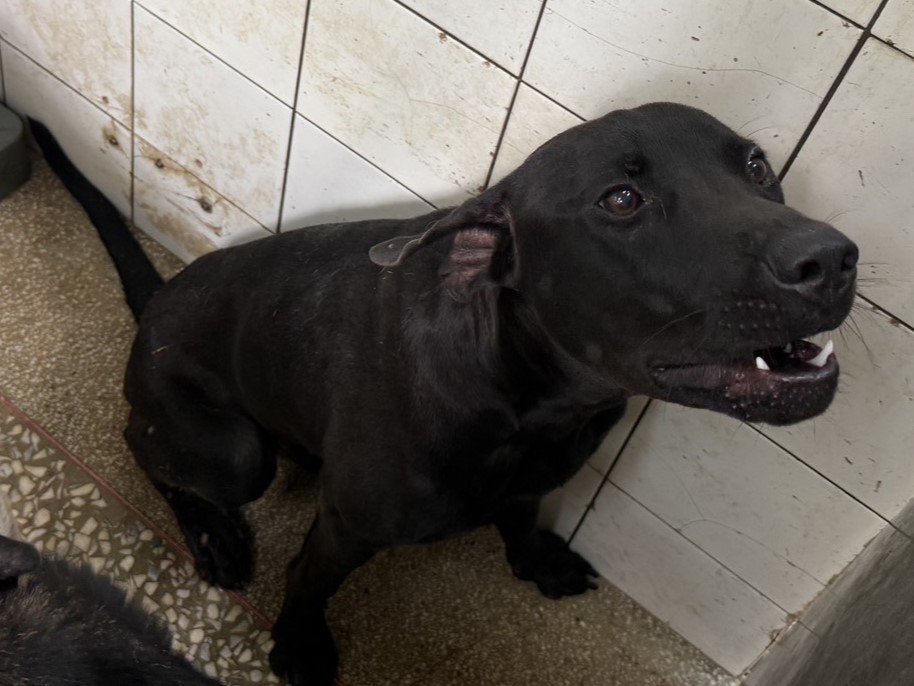 Photo of No. LAAAG1150803A24, Adult · Male · Large · Mixed breed