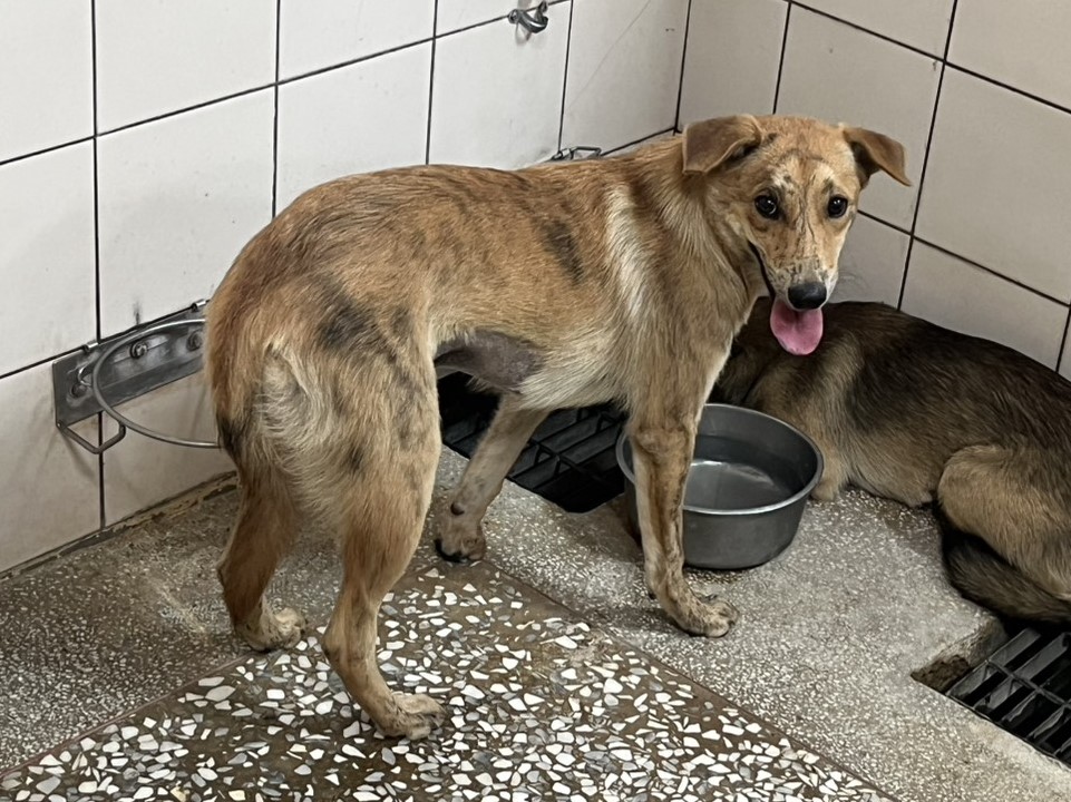 Photo of No. LAAAG1150423A13, Adult · Female · Medium · Mixed breed
