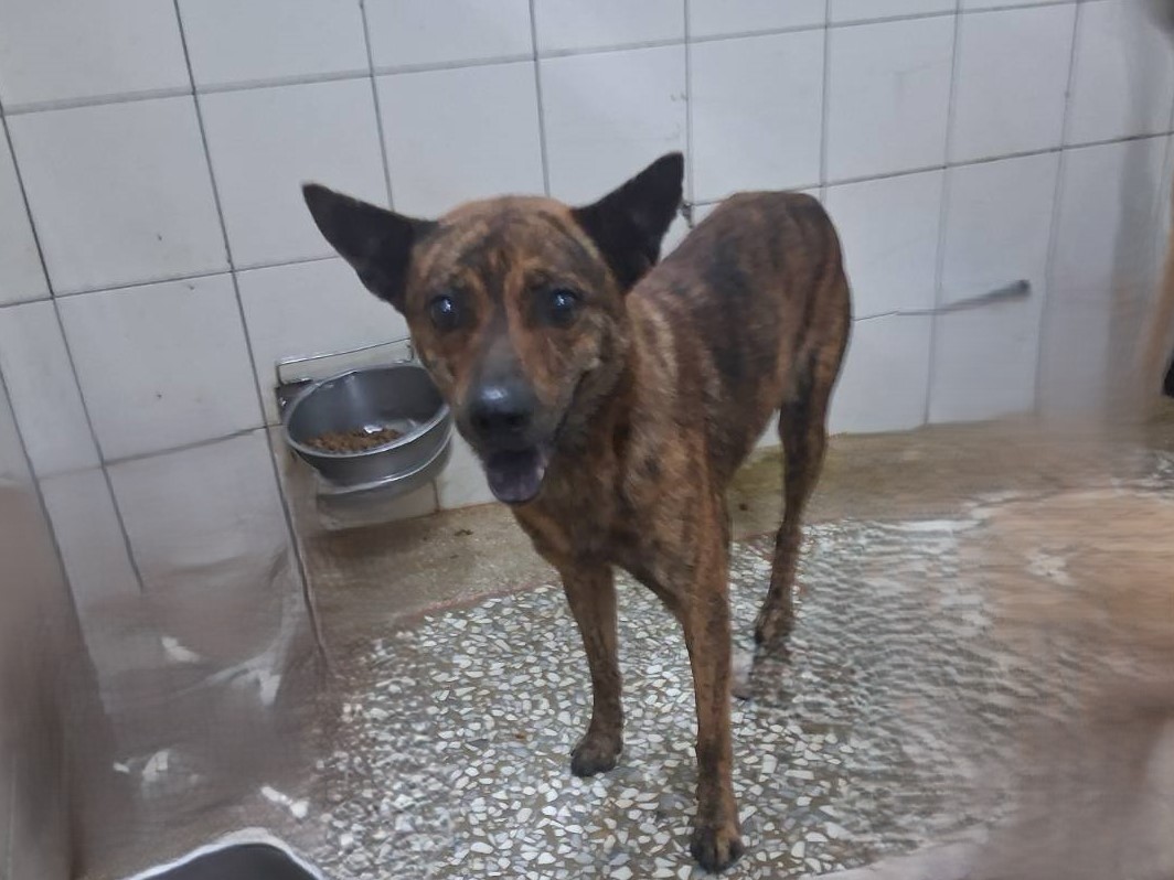 Tabby adult male mixed-breed dog, Large, shelter no. …24-1