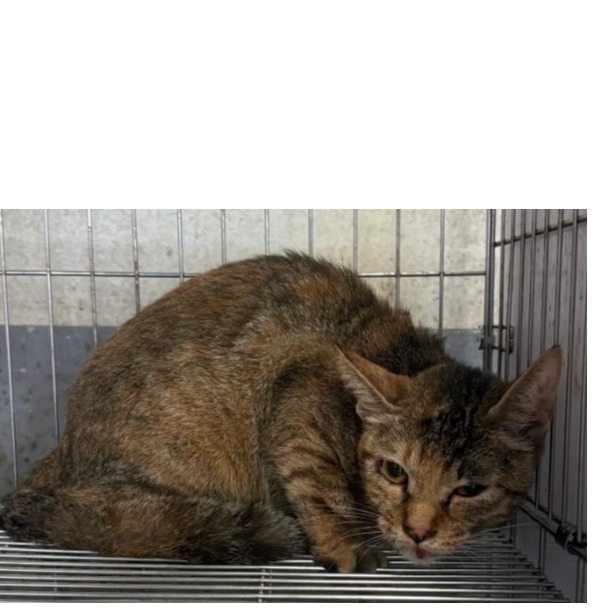 Photo of No. AAAHG1150922001, Adult · Female · Medium · Mixed breed