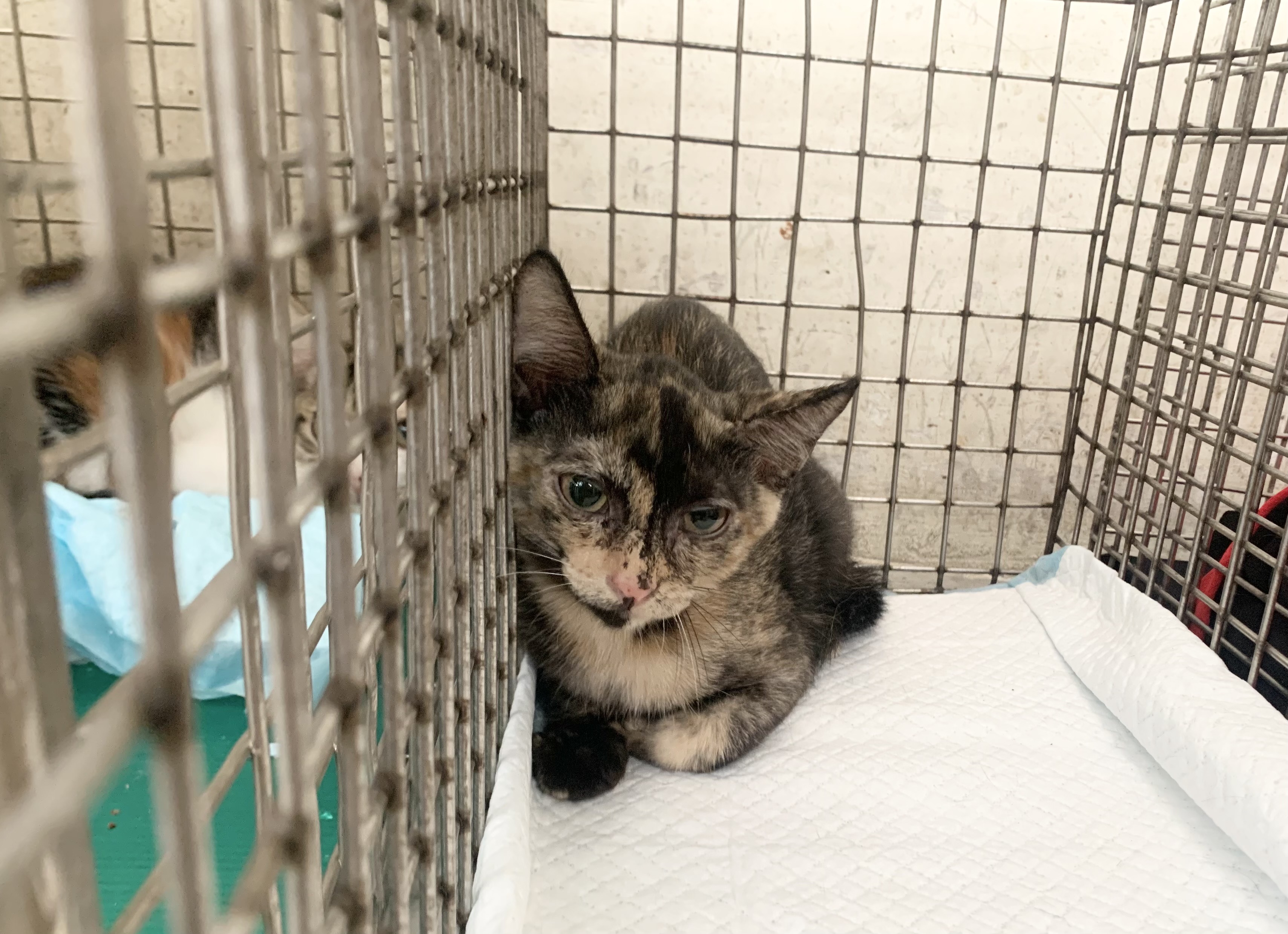Photo of No. VAAAG115092205, Young · Female · Small · Mixed breed