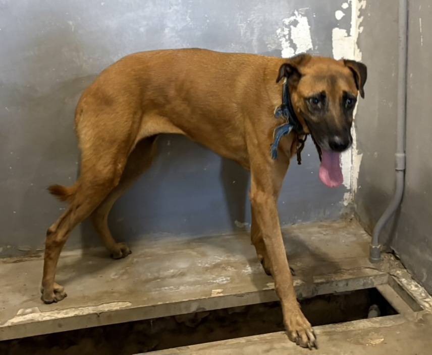 Photo of No. RAAAG1150922001, Adult · Female · Medium · Mixed breed