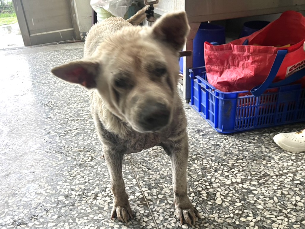 Photo of No. LAAAG1150822A21, Adult · Female · Large · Mixed breed