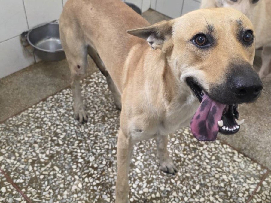 Tan adult male mixed-breed dog, Large, shelter no. …4A24