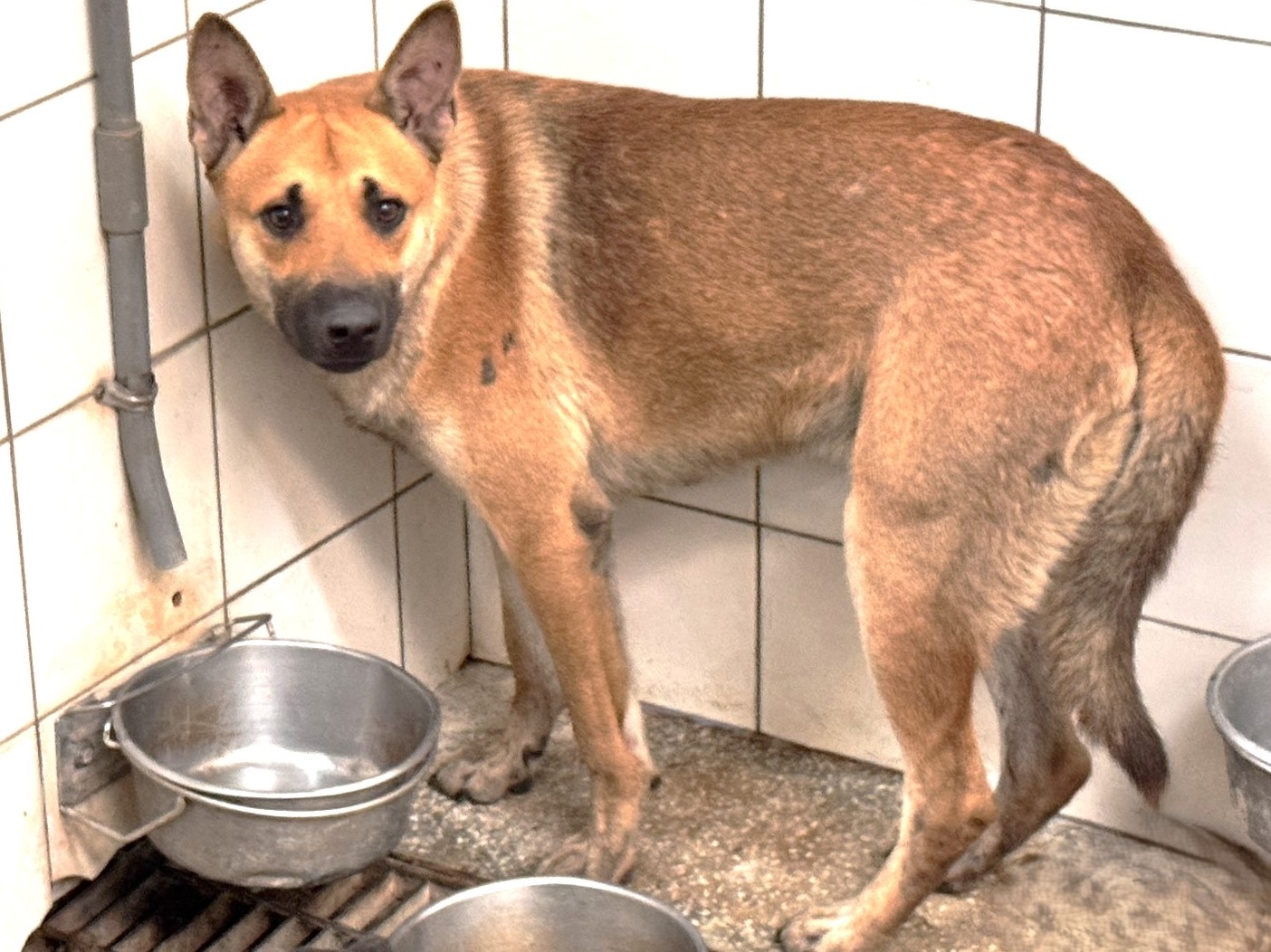 Photo of No. LAAAG1150415A24, Adult · Male · Large · Mixed breed