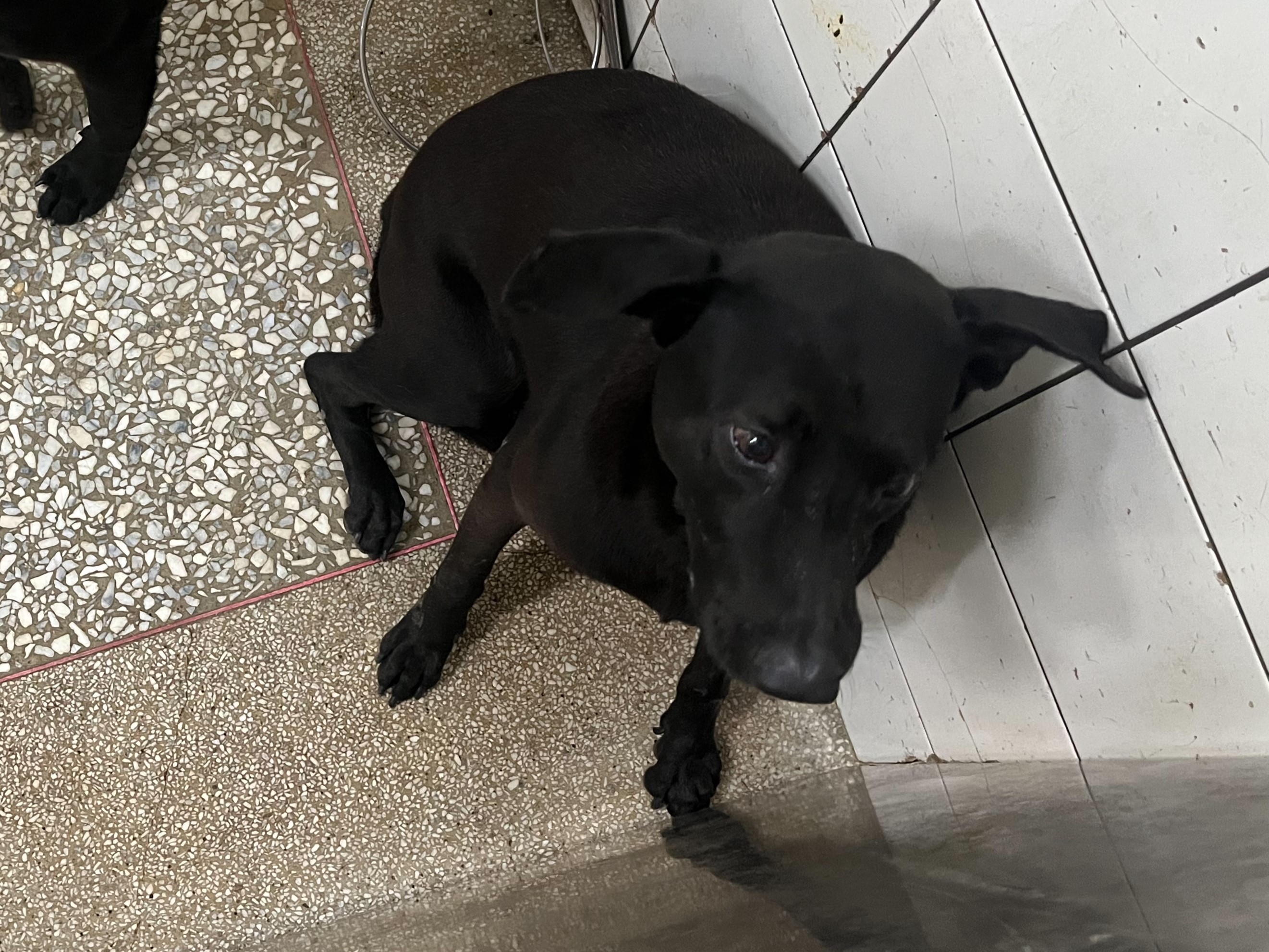 Photo of No. LAAAG1150407A24, Adult · Male · Large · Mixed breed