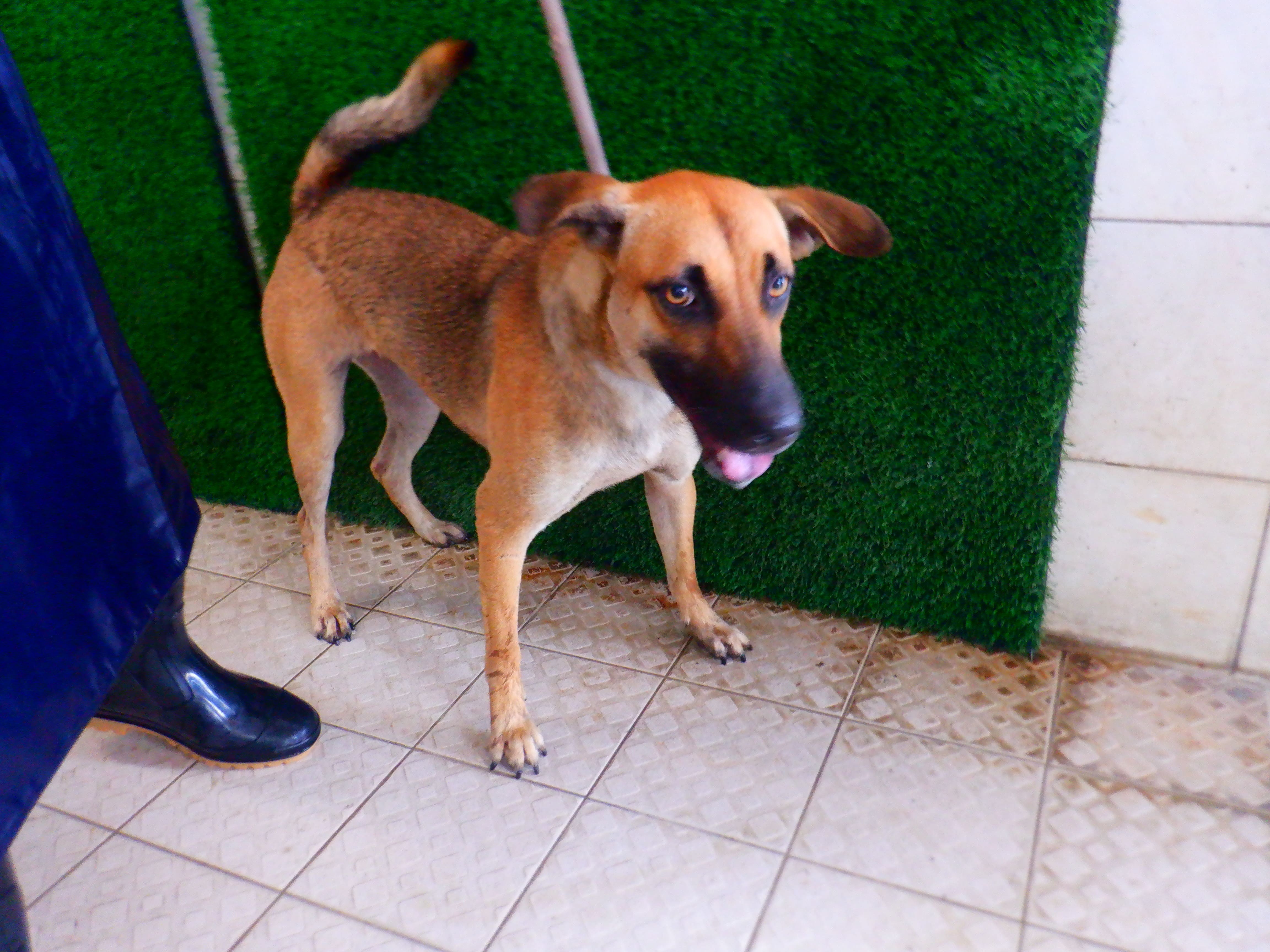 Photo of No. HAAAG1150922767, Adult · Female · Medium · Mixed breed