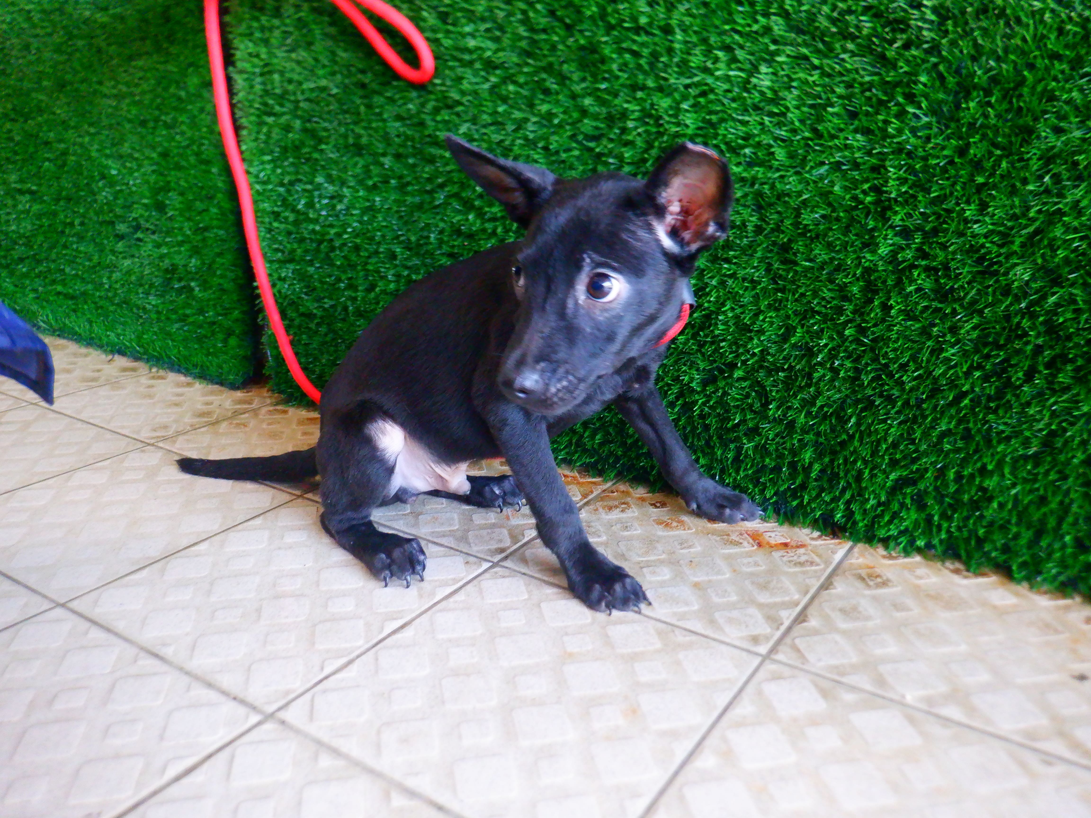 Photo of No. HAAAG1150922503, Young · Male · Small · Mixed breed