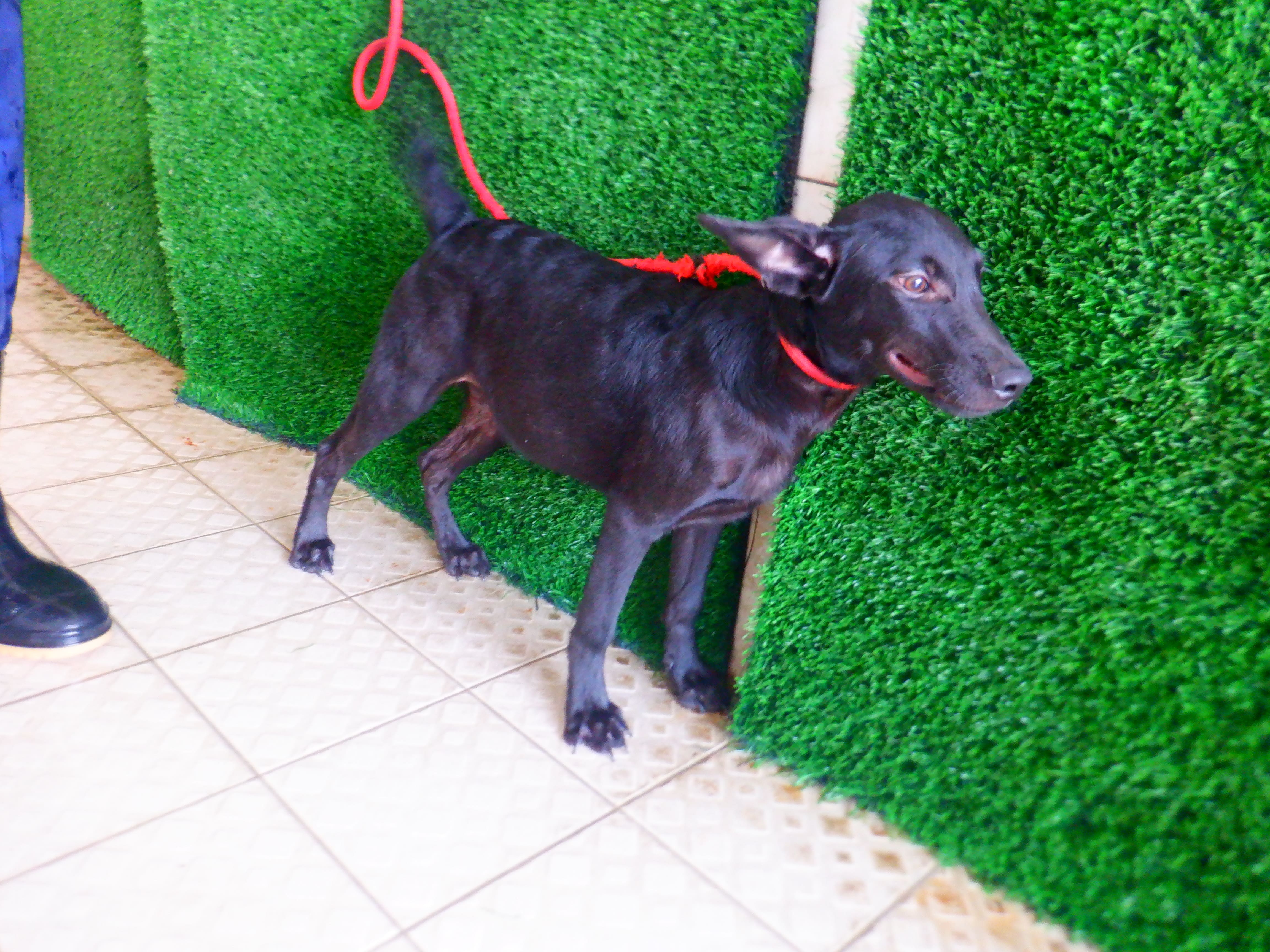 Photo of No. HAAAG1150922885, Young · Male · Small · Mixed breed
