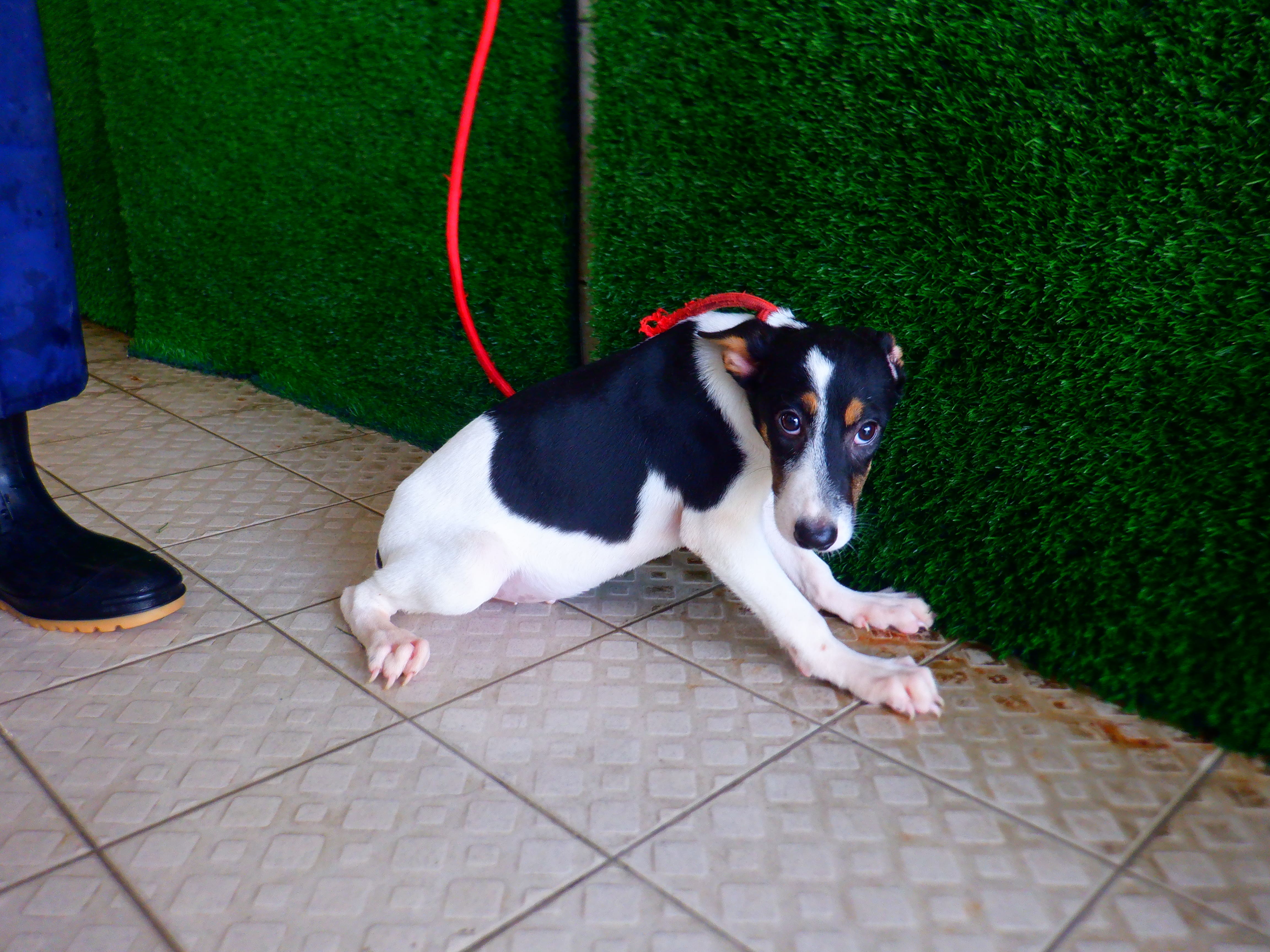 Photo of No. HAAAG1150922888, Young · Male · Small · Mixed breed