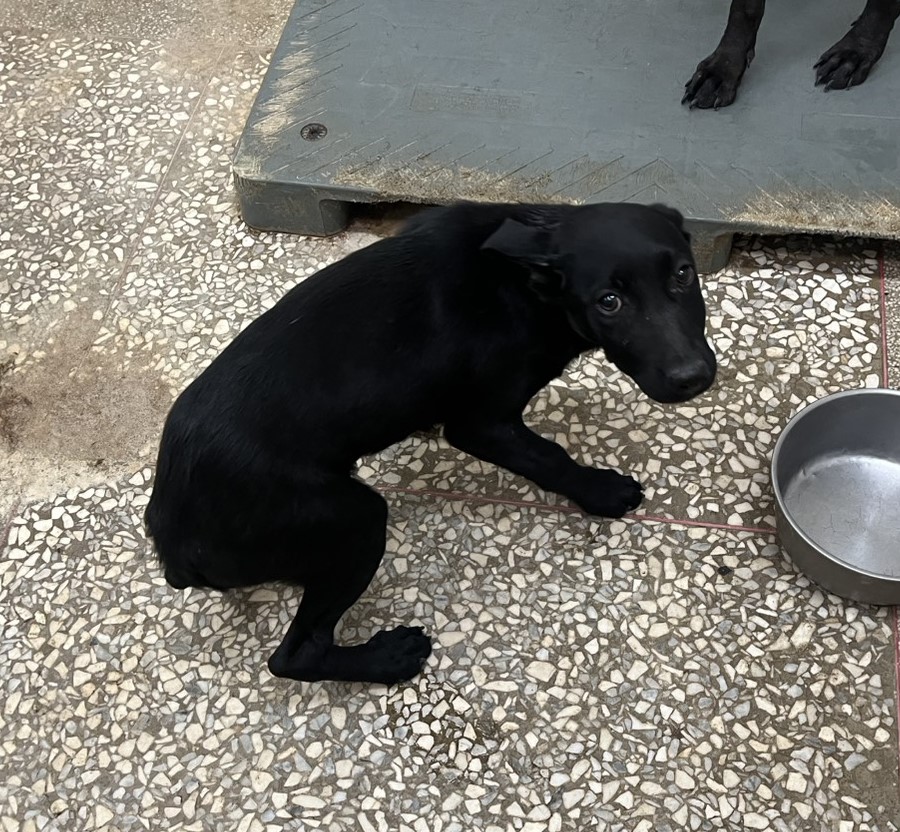 Photo of No. LAAAG1150309A23, Young · Male · Medium · Mixed breed