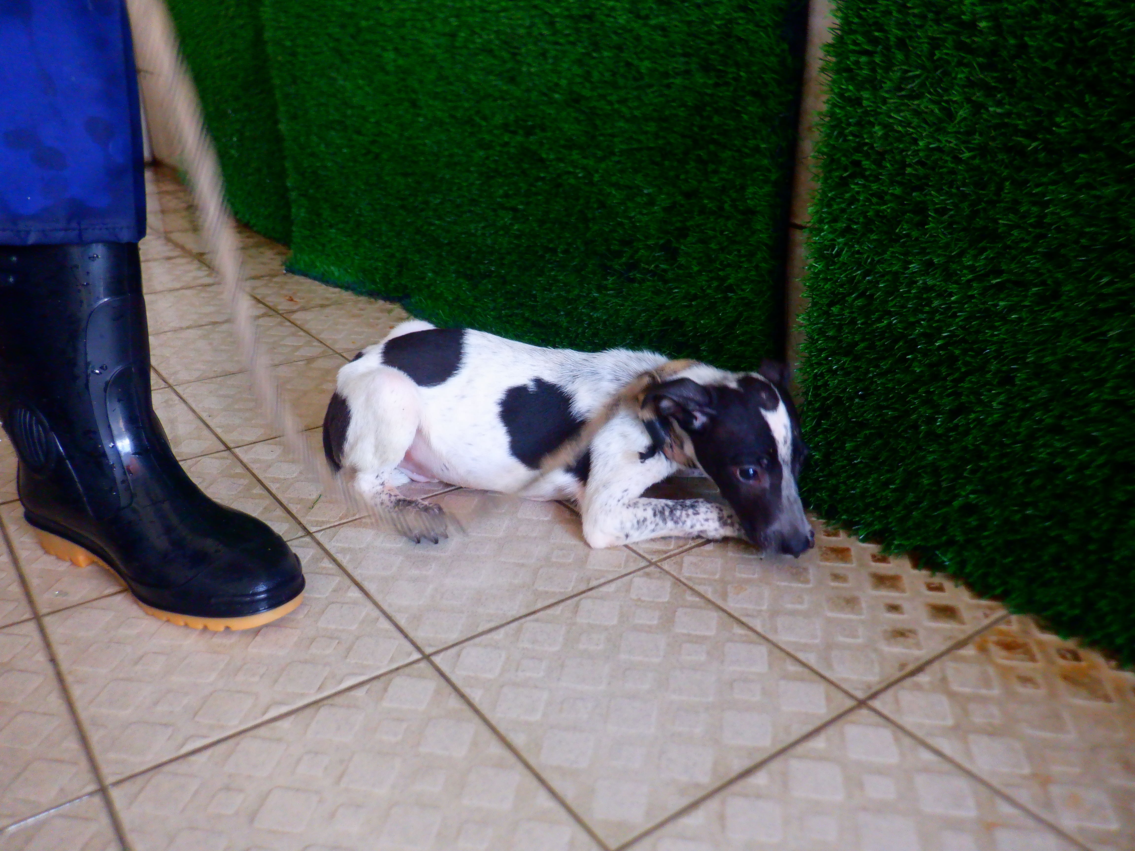 Photo of No. HAAAG1150922780, Young · Male · Small · Mixed breed