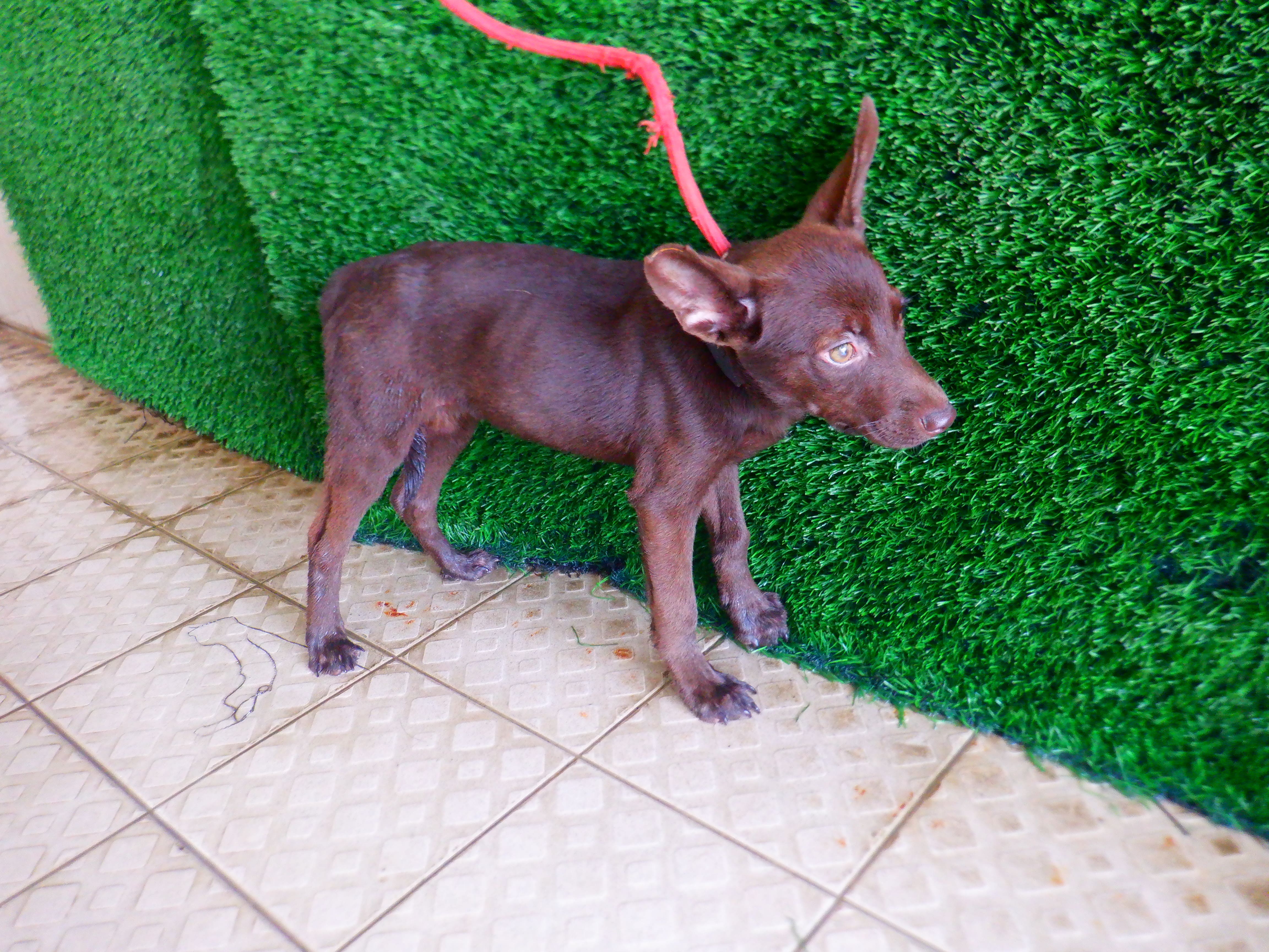 Photo of No. HAAAG1150922535, Adult · Female · Small · Mixed breed