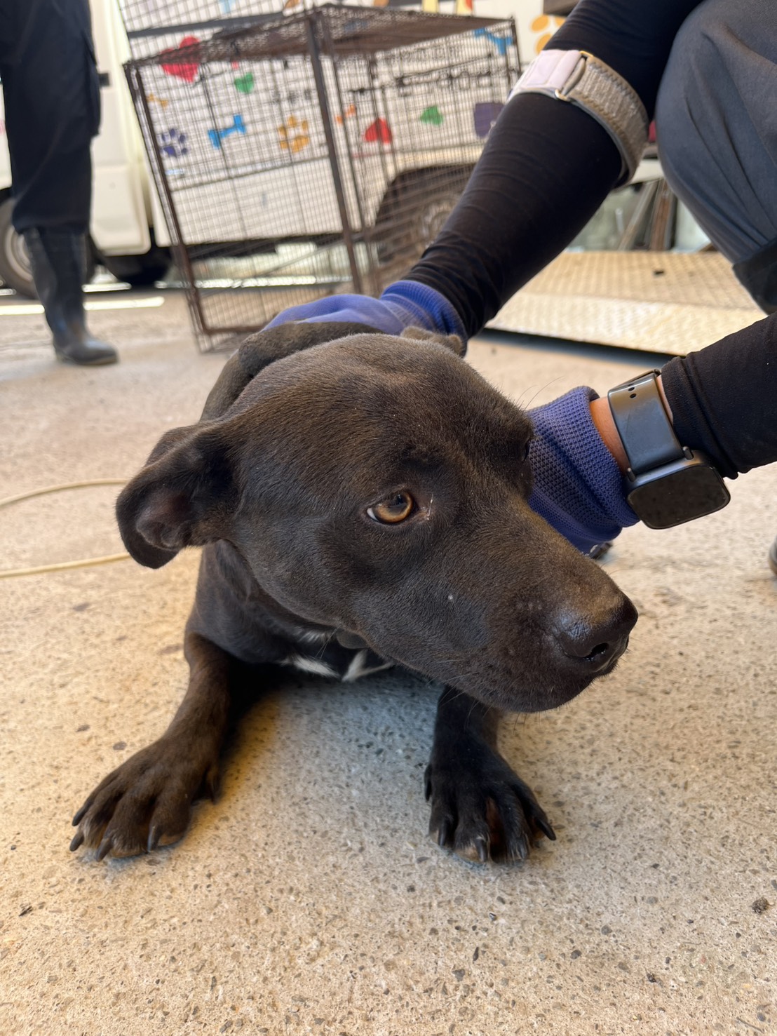 Black adult female mixed-breed dog, Medium, shelter no. …3002