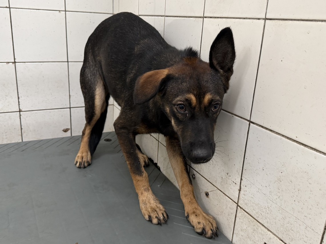 Photo of No. LAAAG1150911A25-1, Adult · Female · Large · Mixed breed