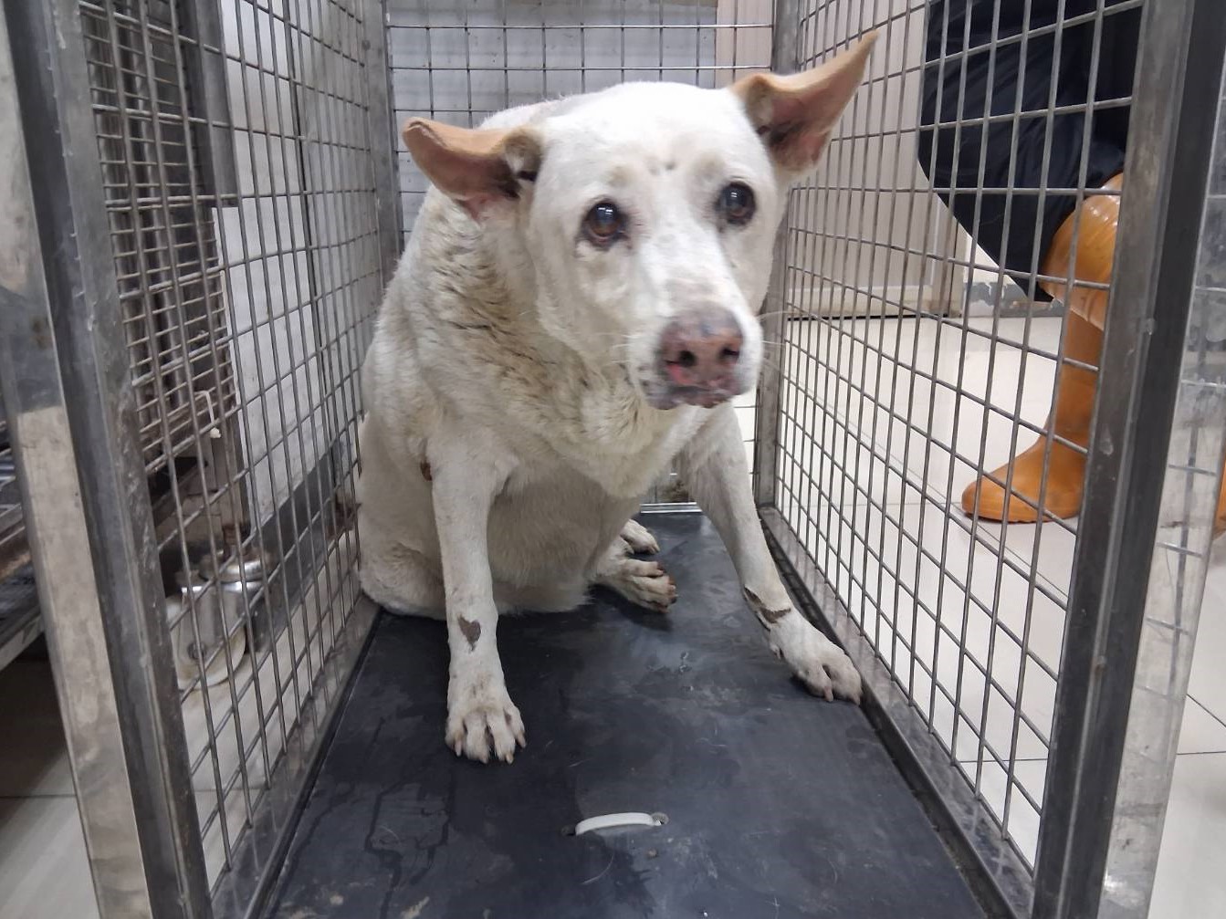 Photo of No. LAAAG1150705R1, Adult · Female · Large · Mixed breed