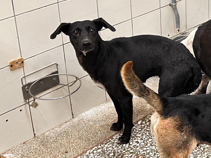 Photo of No. LAAAG1150325A25, Adult · Female · Large · Mixed breed