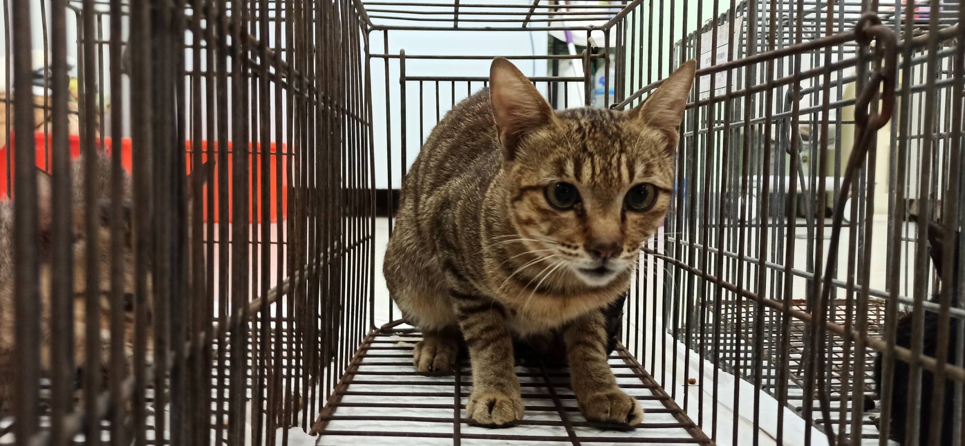 Photo of No. 1150905C01, Adult · Male · Small · Mixed breed