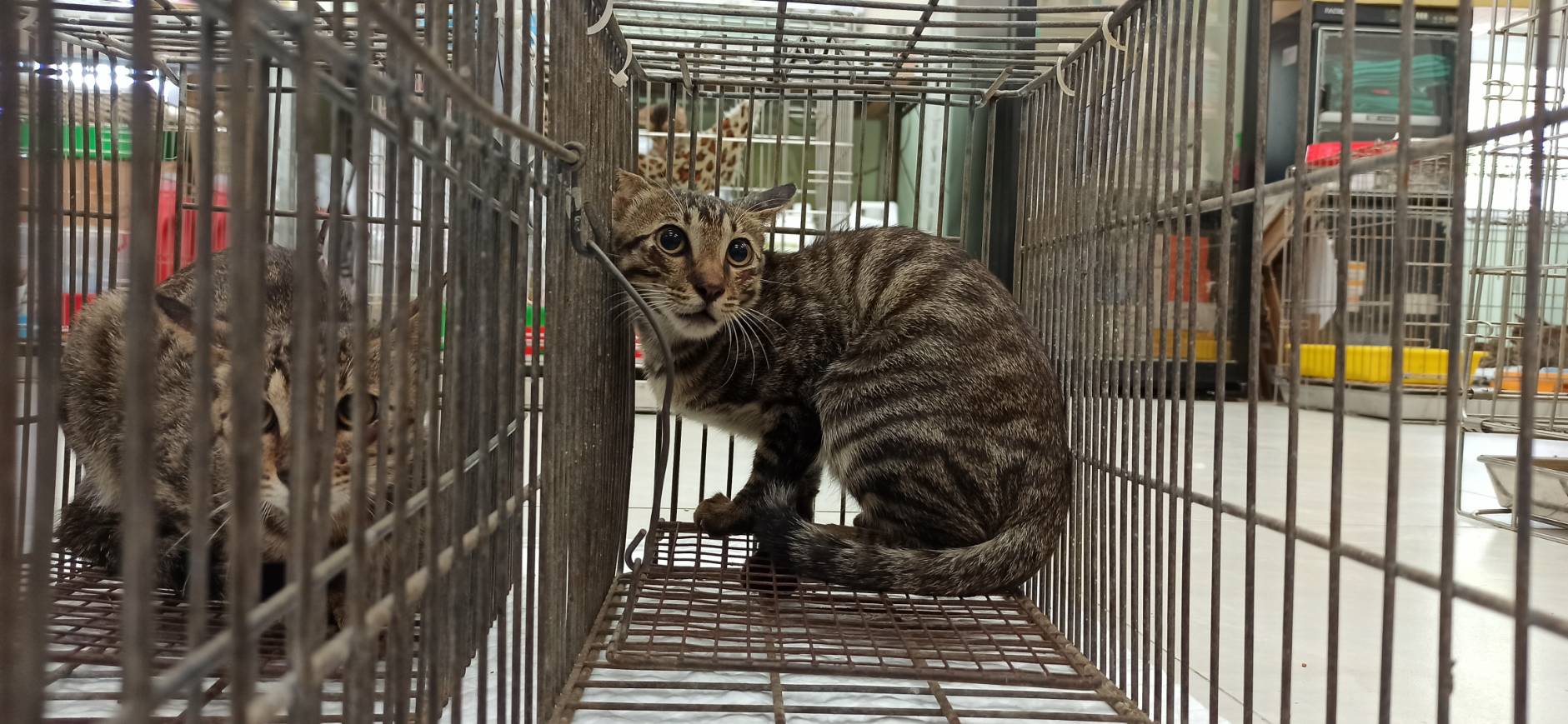 Photo of No. 1150907C01, Young · Male · Small · Mixed breed