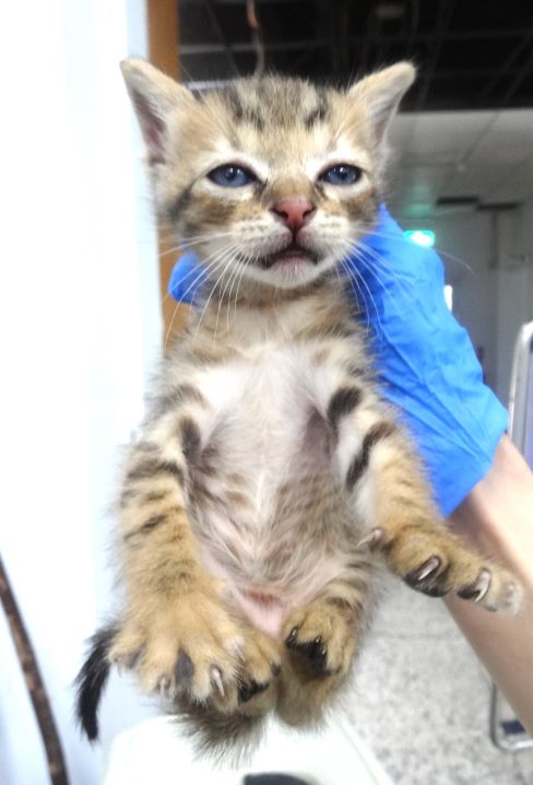 Photo of No. 1151601, Young · Female · Small · Mixed breed