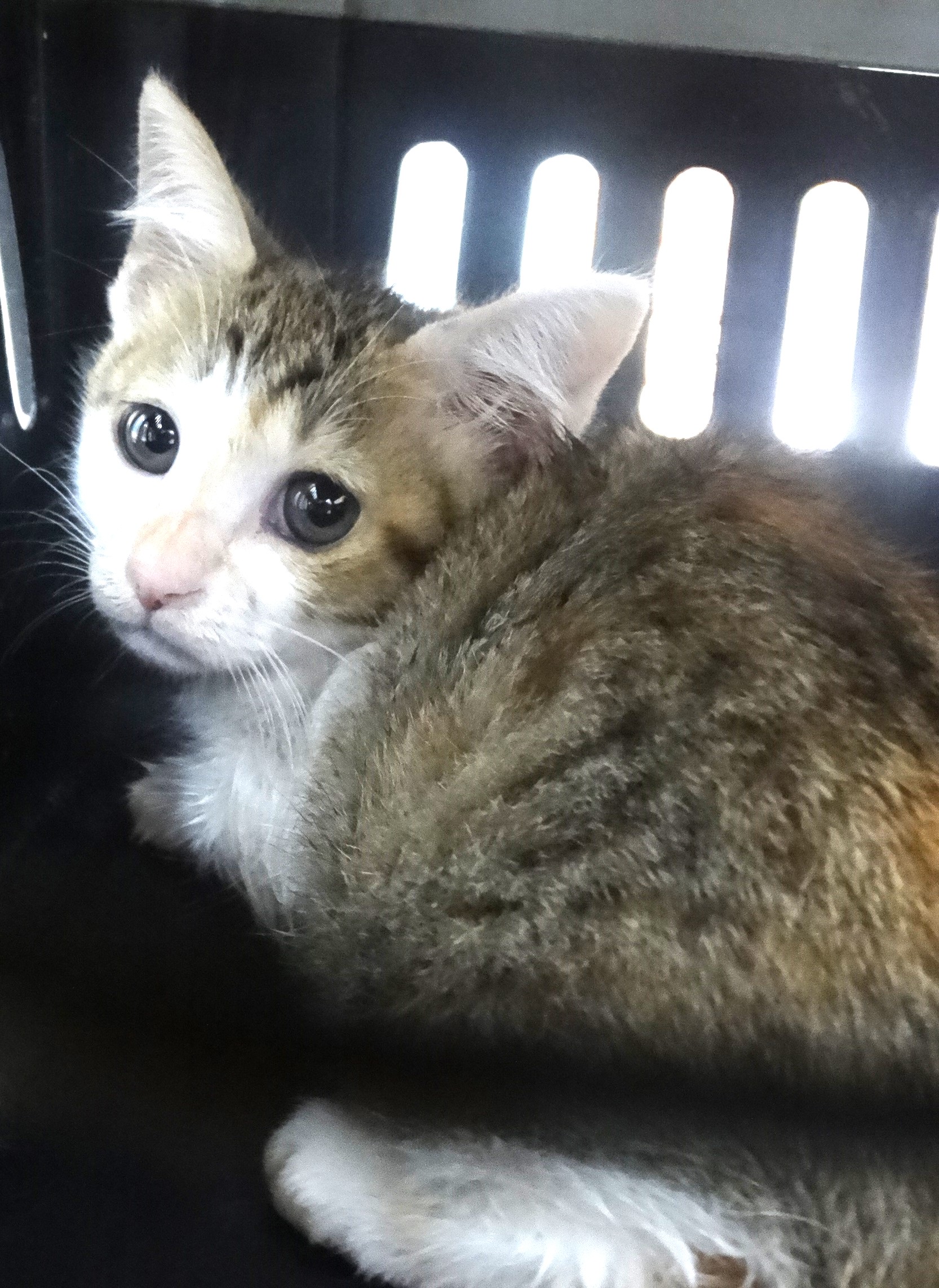 Photo of No. 1151606, Young · Medium · Mixed breed