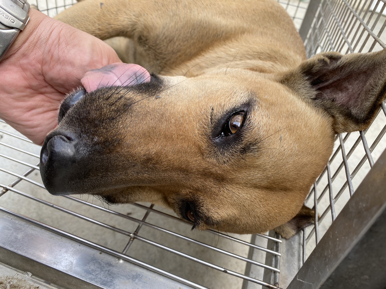 Photo of No. S150923-10, Adult · Male · Large · Mixed breed