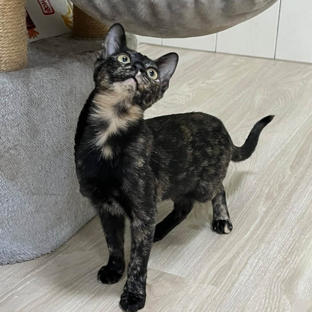 Young female mixed-breed cat, Medium, shelter no. …4-02