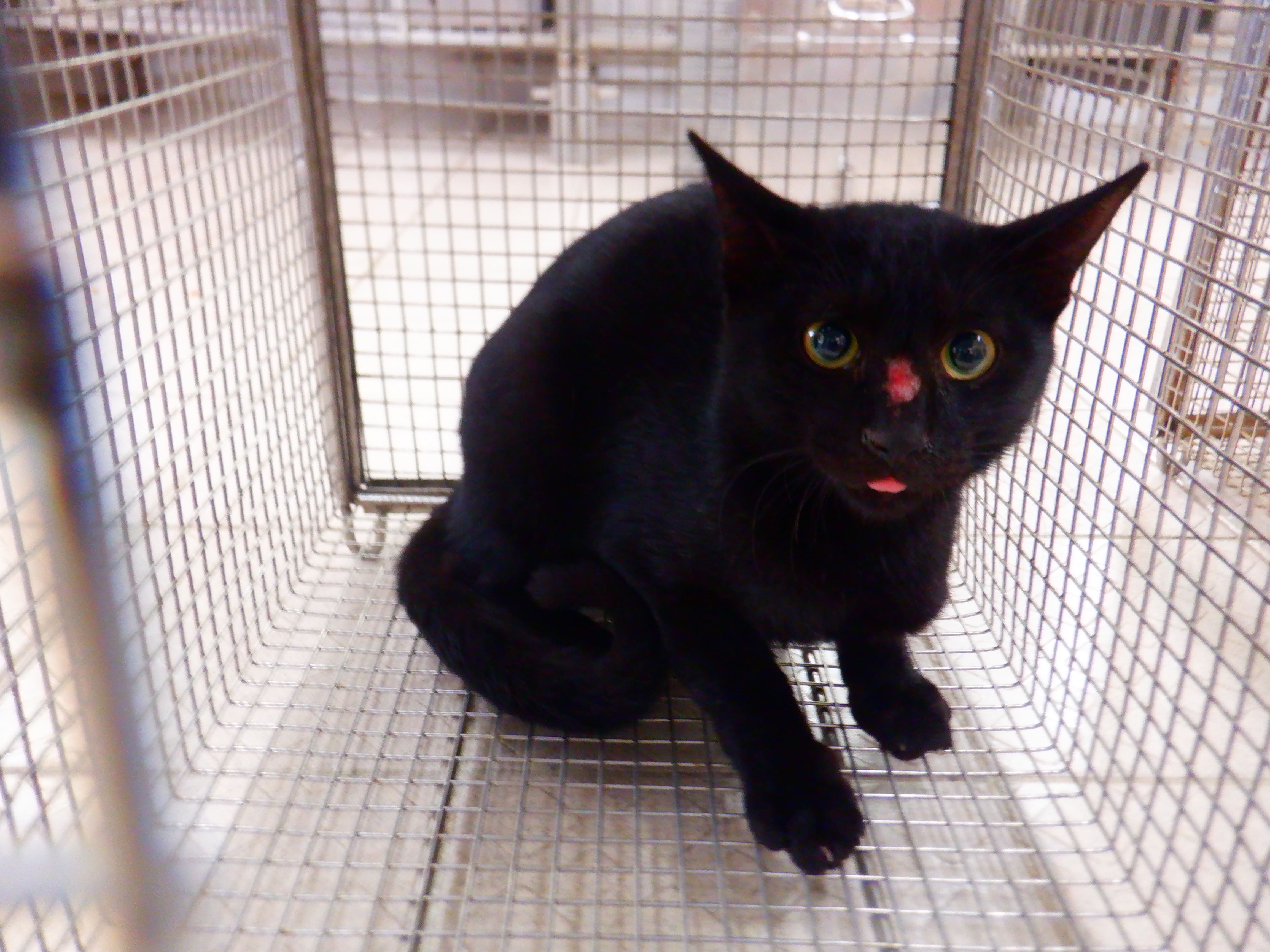 Black adult male mixed-breed cat, Small, shelter no. …23C2