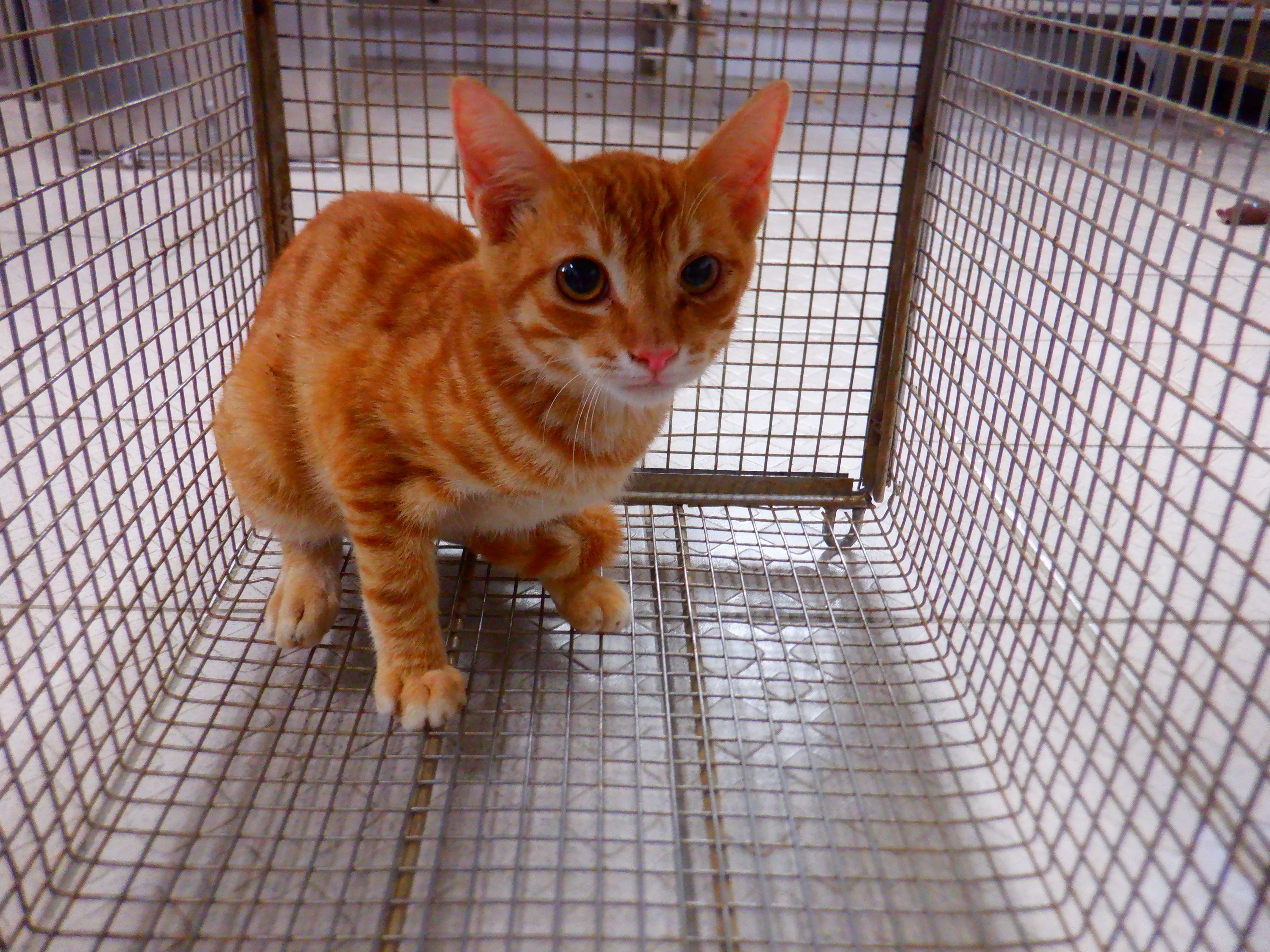 Photo of No. HAAAG1150923C3, Adult · Male · Small · Mixed breed