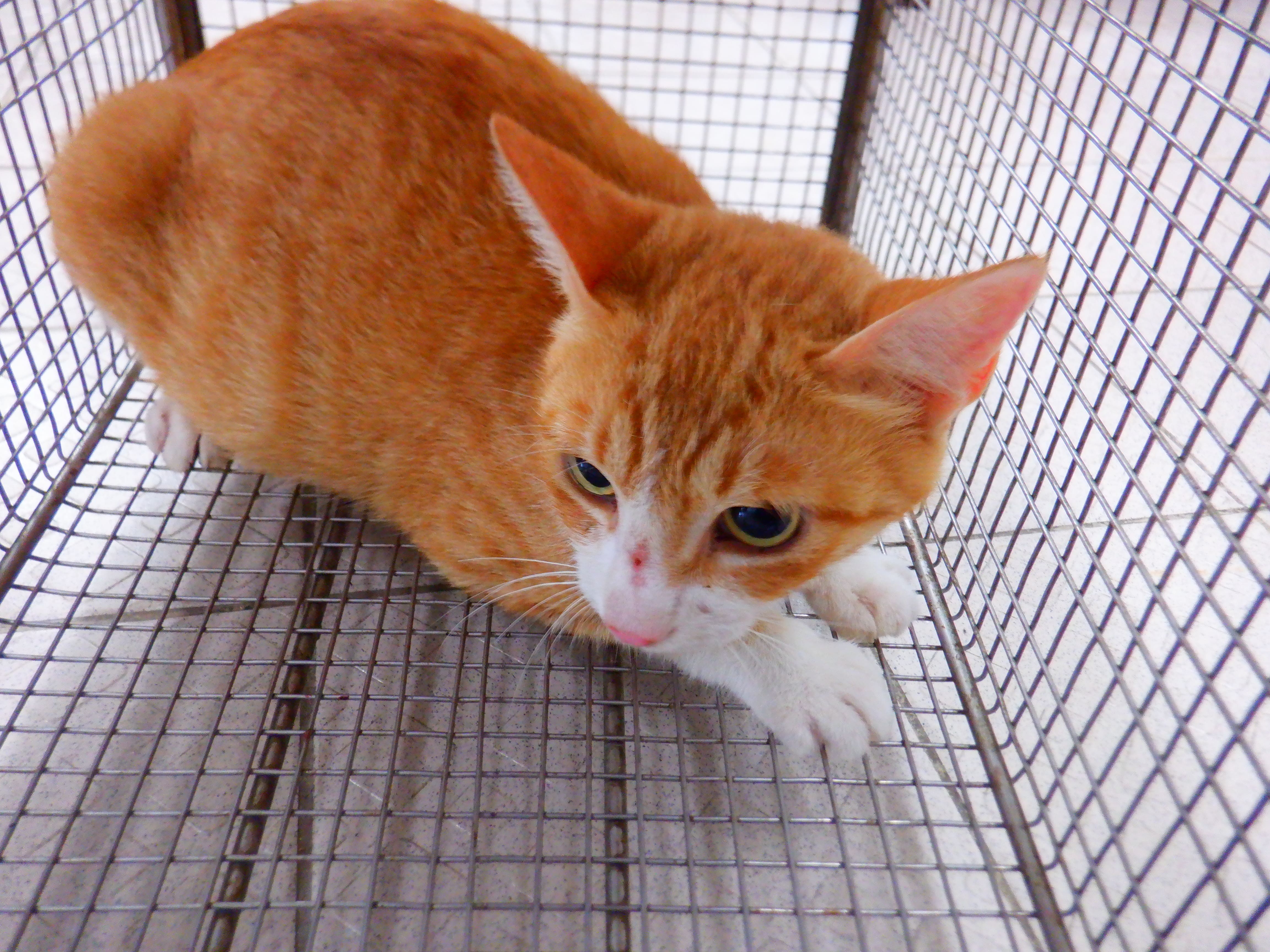 Photo of No. HAAAG1150923C4, Adult · Female · Small · Mixed breed