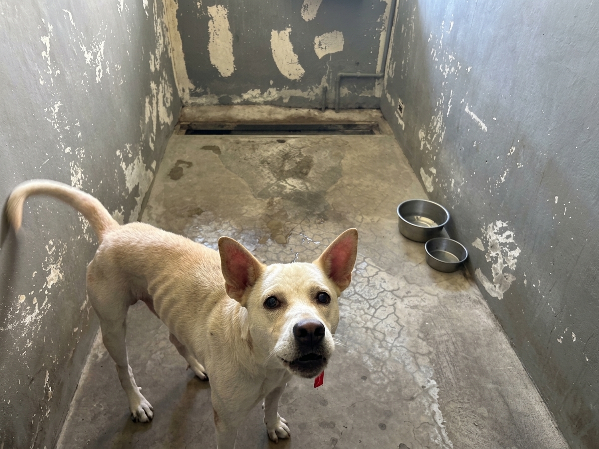 Photo of No. RAAAG1150924001, Adult · Male · Medium · Mixed breed